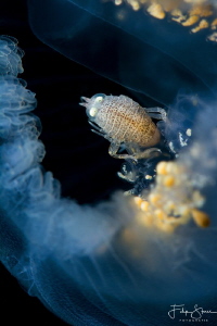 A Big-eye amphipod (Hyperia galba) is living inside a Com... by Filip Staes 